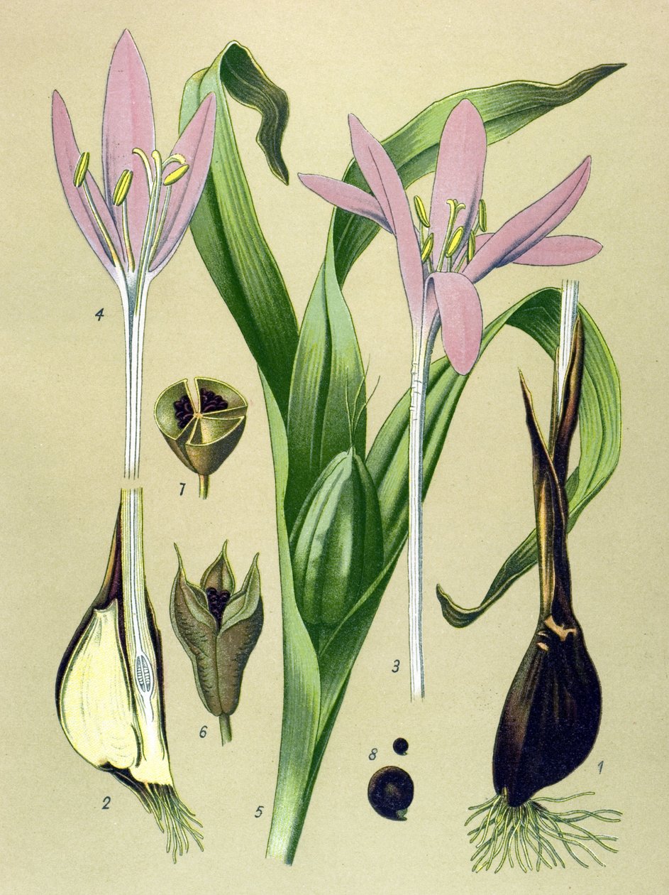 Botanische Tafel, giftige und medizinische Pflanze: Herbstzeitlose (Colchicum autumnale) von Unbekannter Künstler