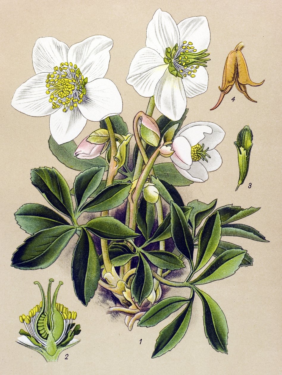 Botanische Tafel, giftige und medizinische Pflanze: Christrose (Helleborus niger) von Unbekannter Künstler