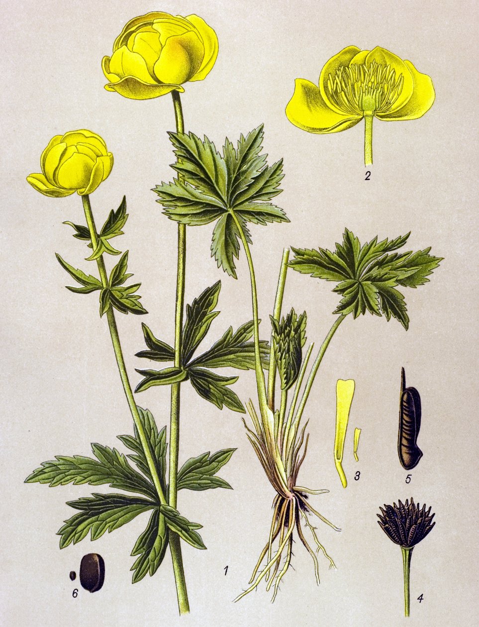 Botanische Tafel, giftige Pflanze: Trollblume (Trollius europaeus) von Unbekannter Künstler