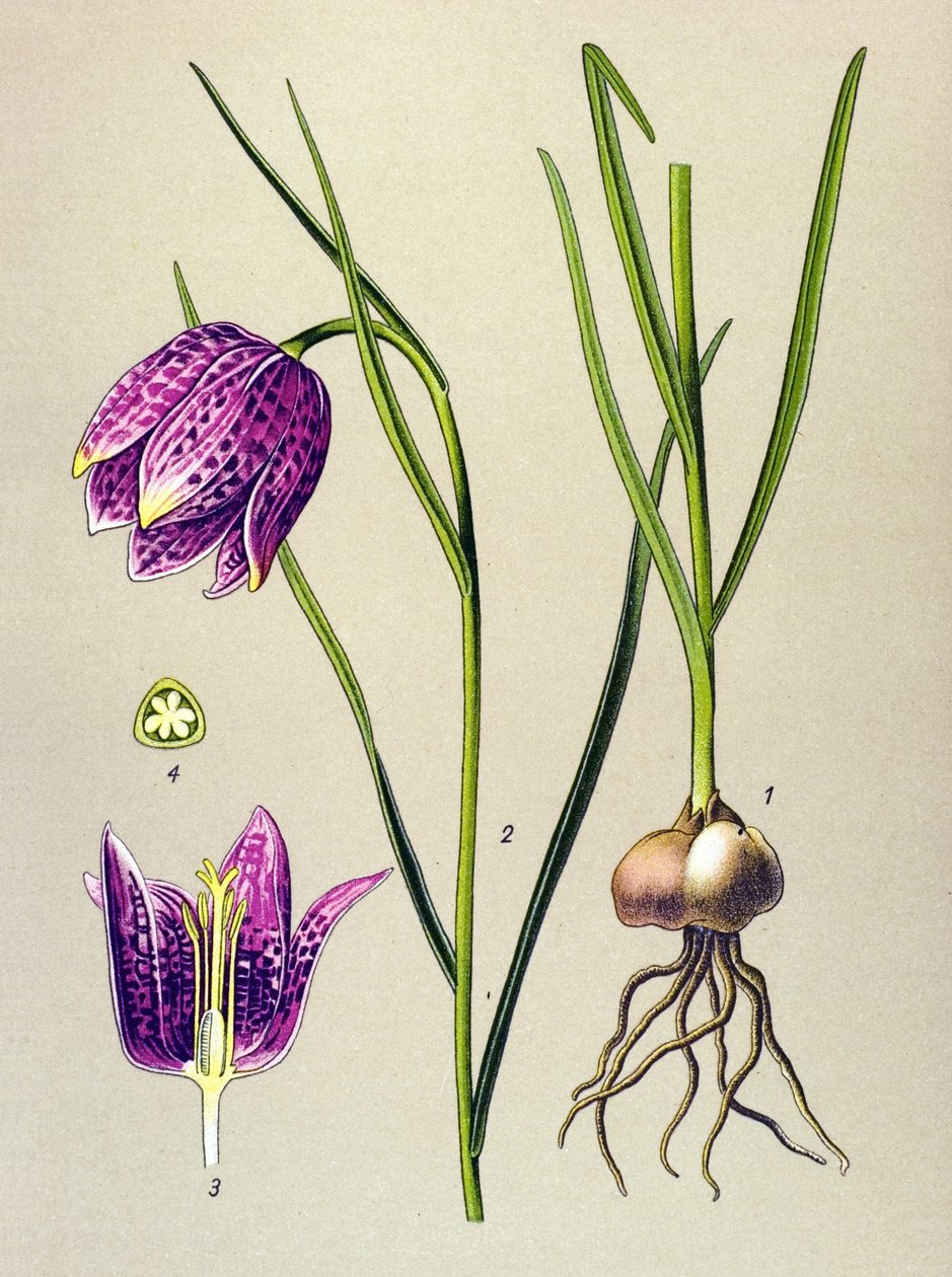 Botanische Tafel, giftige Pflanze: Schachbrettblume (Fritillaria meleagris) von Unbekannter Künstler