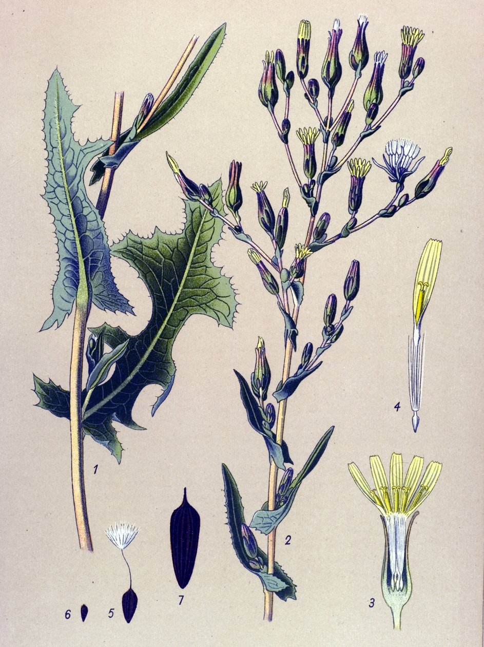 Botanische Tafel, Pflanze: Eskariol-Salat oder Wilder Lattich (Lactuca scariola, Lactuca serriola) von Unbekannter Künstler