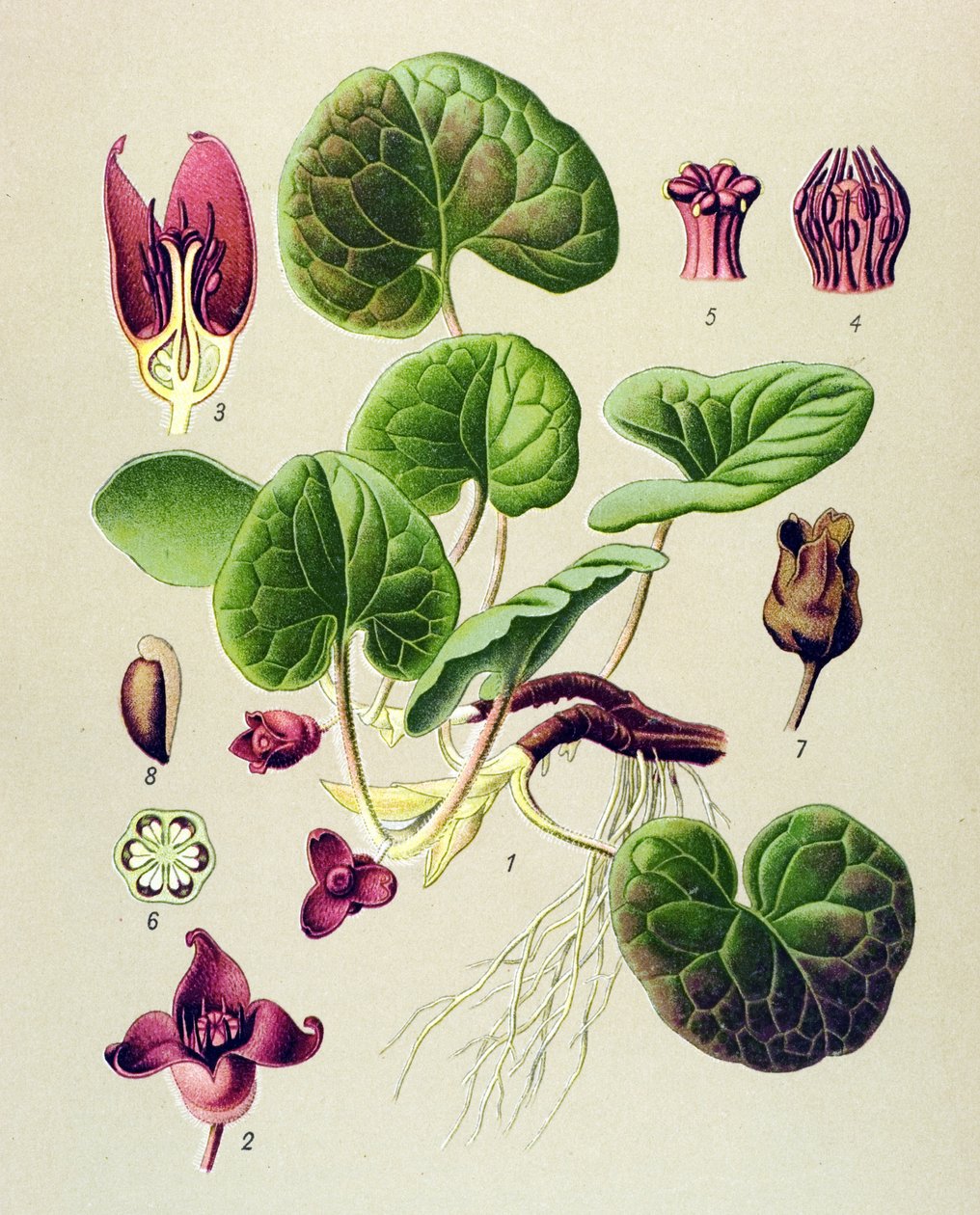 Botanische Tafel, giftige und medizinische Pflanze: Haselwurz (Asarum europaeum) von Unbekannter Künstler