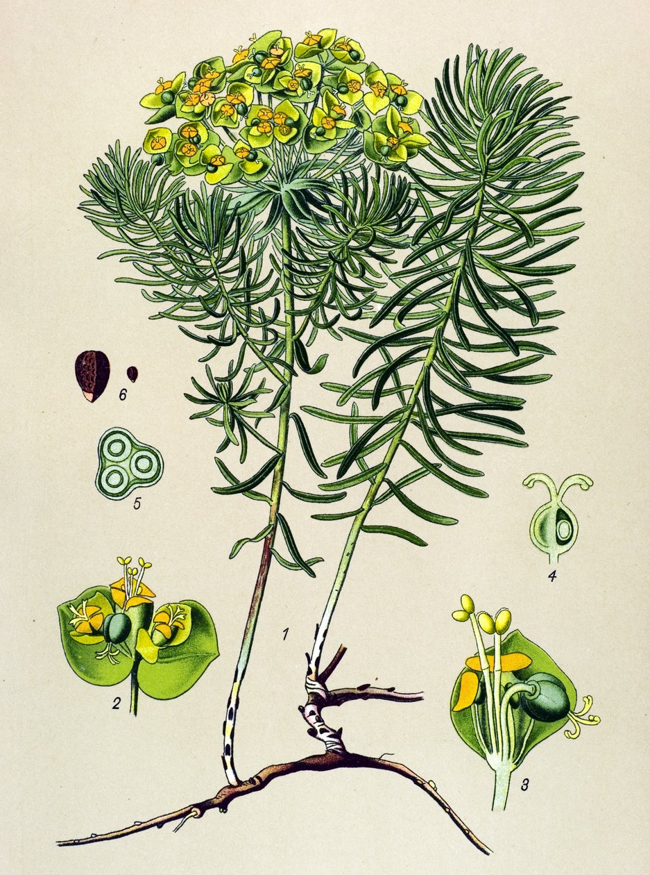 Botanische Tafel, giftige und medizinische Pflanze: Zypressen-Wolfsmilch (Euphorbia cyparissias) von Unbekannter Künstler