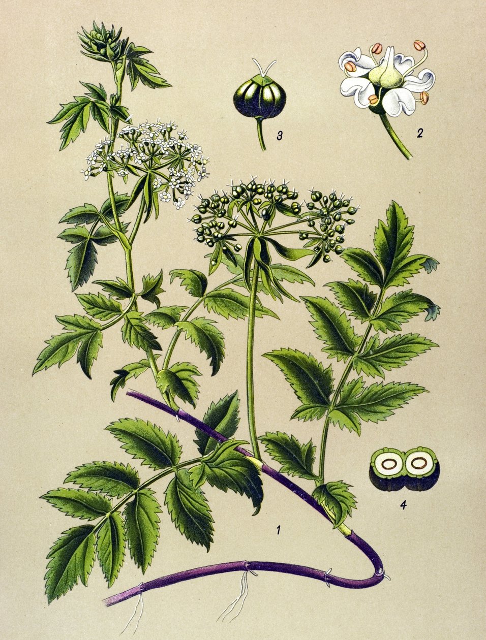 Botanische Tafel, giftige Pflanze: Berle (Berula angustifolia) von Unbekannter Künstler