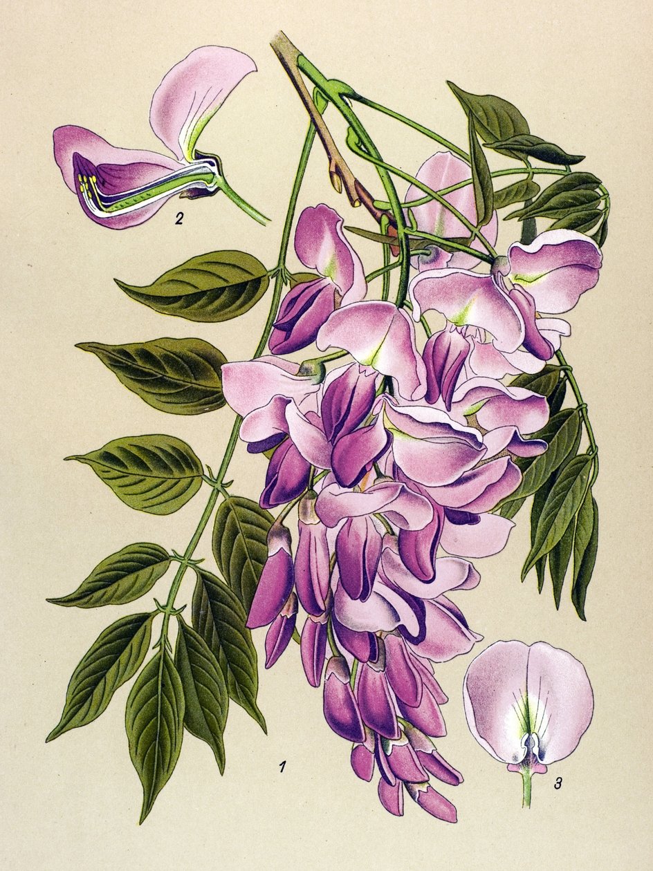 Botanische Tafel, giftige Pflanze: Chinesischer Blauregen (Wisteria chinensis) von Unbekannter Künstler
