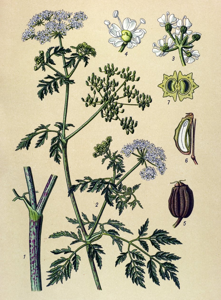 Botanische Tafel, giftige Pflanze: Gefleckter Schierling (Conium maculatum) von Unbekannter Künstler