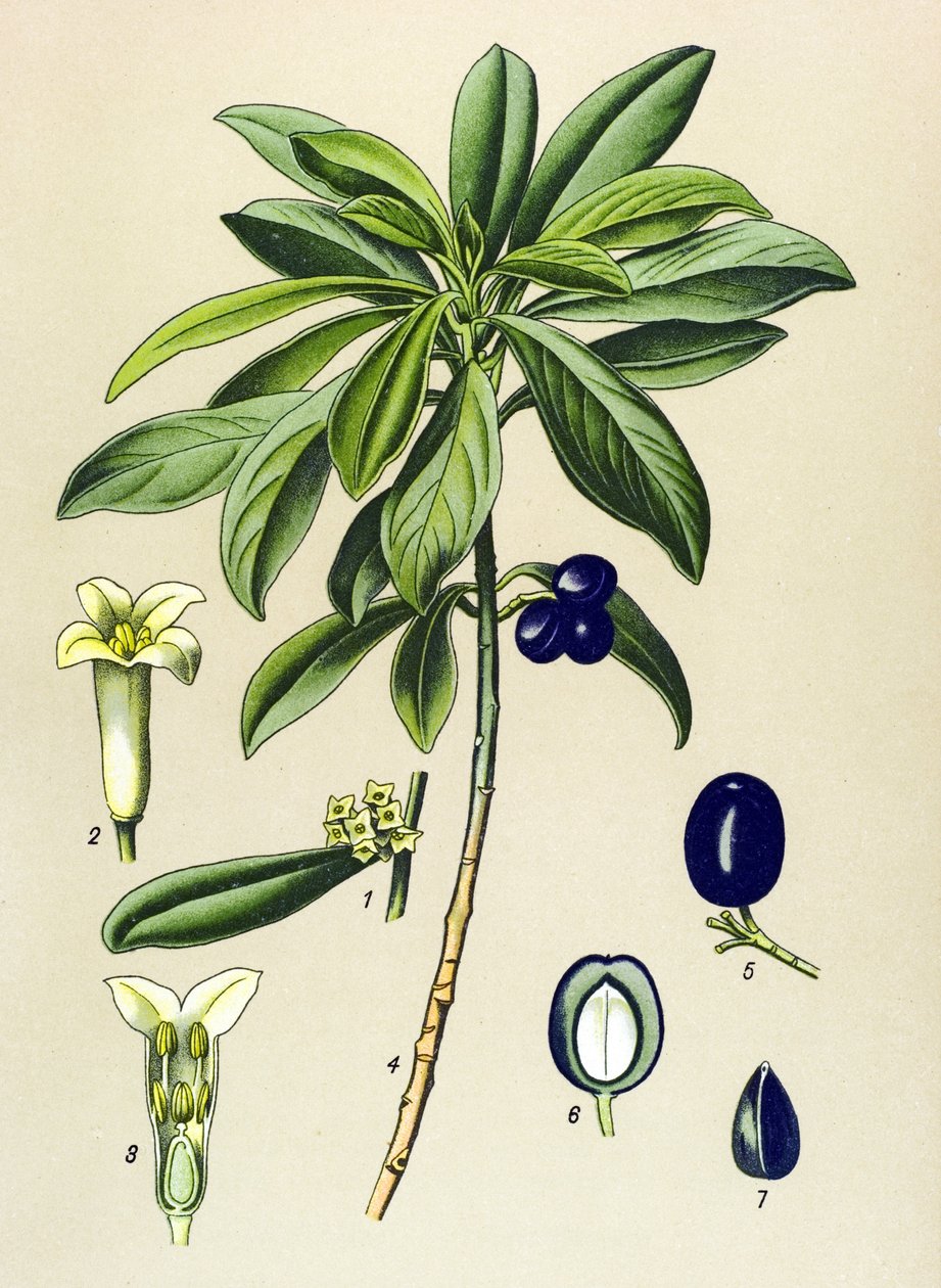 Botanische Tafel, giftige Pflanze: Lorbeer (Daphne Laureola) von Unbekannter Künstler