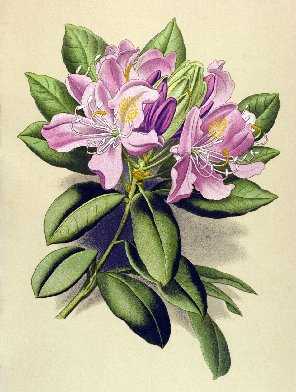 Botanische Tafel, giftige Pflanze: Pontischer Rhododendron (Rhododendron ponticum) von Unbekannter Künstler