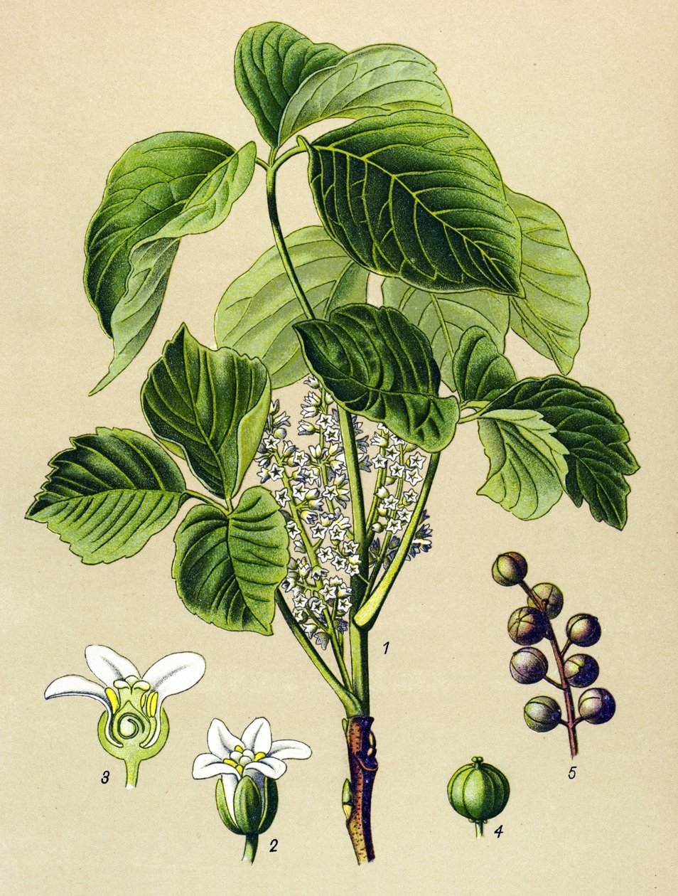 Botanische Tafel, giftige Pflanze: Kletter-Sumach (Rhus toxicodendron) von Unbekannter Künstler