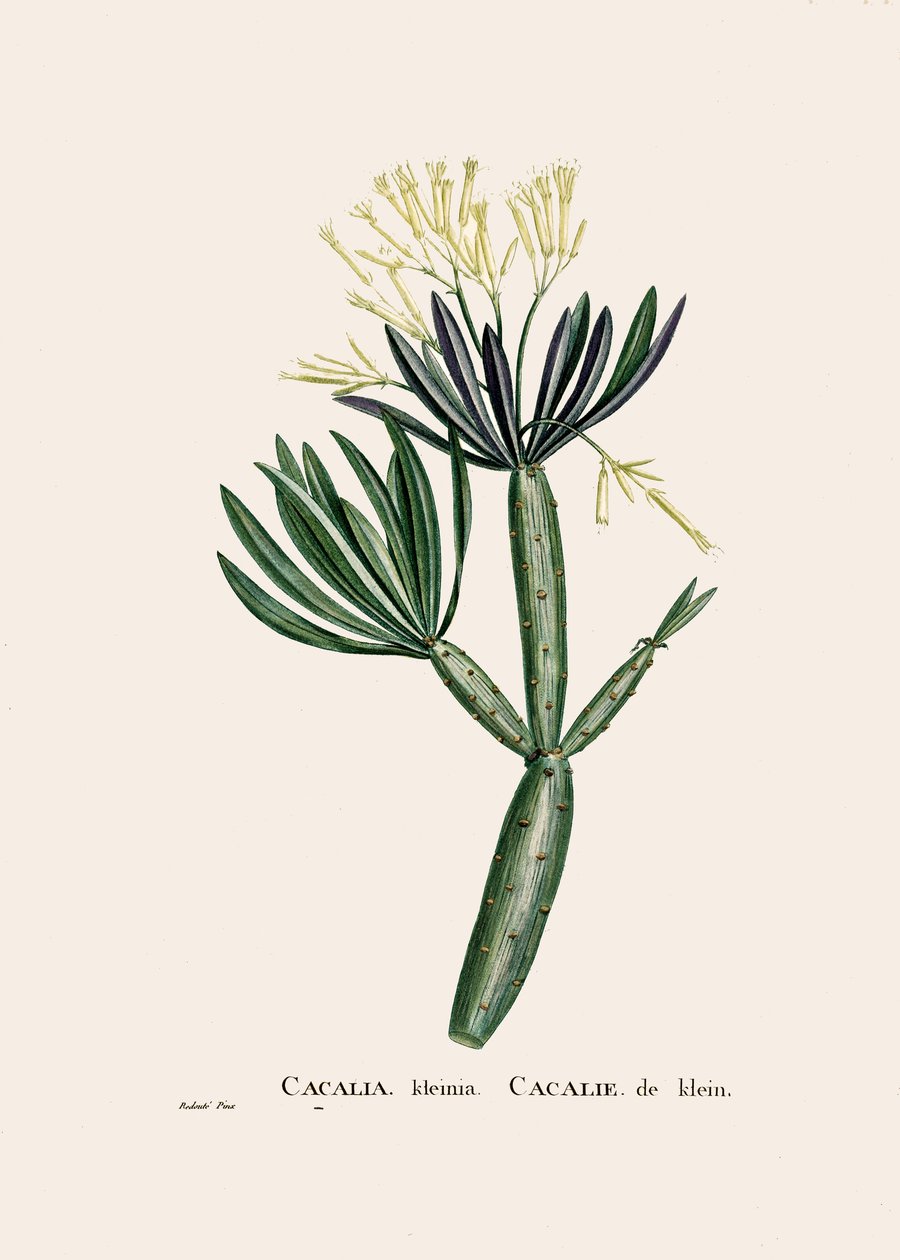 Botanische Illustration/Redoubt/Senecio kleinia/Senecon von William M. Timlin