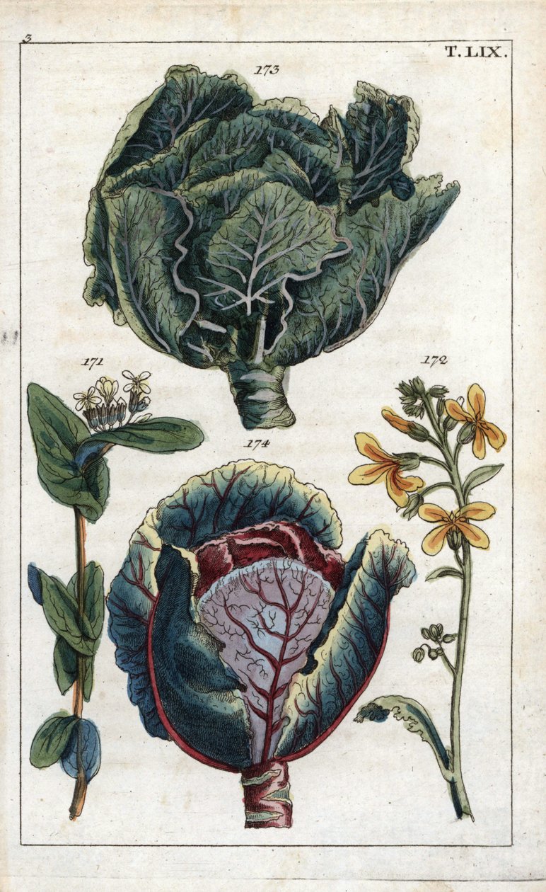 Botanik: Kohl, Brassica oleracea capitata, Blüte 172 und Kopf der Blätter 173, Rotkohl, Brassica oleracea rubra von Unbekannter Künstler