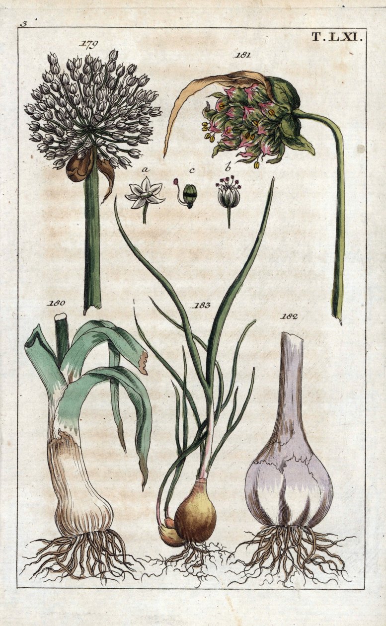 Botanik: Lauch, Knoblauch, Schalotte - Lauch, Allium pollum 179, Knoblauchblüte, Allium sativum 181, Knoblauchknolle 182 und Schalotte, Allium cepa var. aggregatum, ascalonicum von Unbekannter Künstler