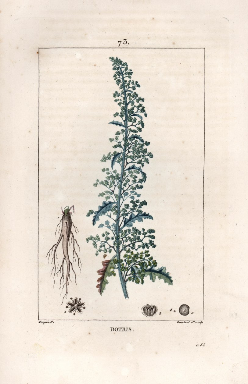 Botris (Chenopodium botrys) - Gravur von Lambert fils, nach einer Zeichnung von Pierre Jean Francois Turpin (1775-1840), aus „La flore medicale, by Chaumeton, Poiret et Chamberet“, Paris 1830 - Jerusalem-Eiche, Dysphania botrys von Unbekannter Künstler
