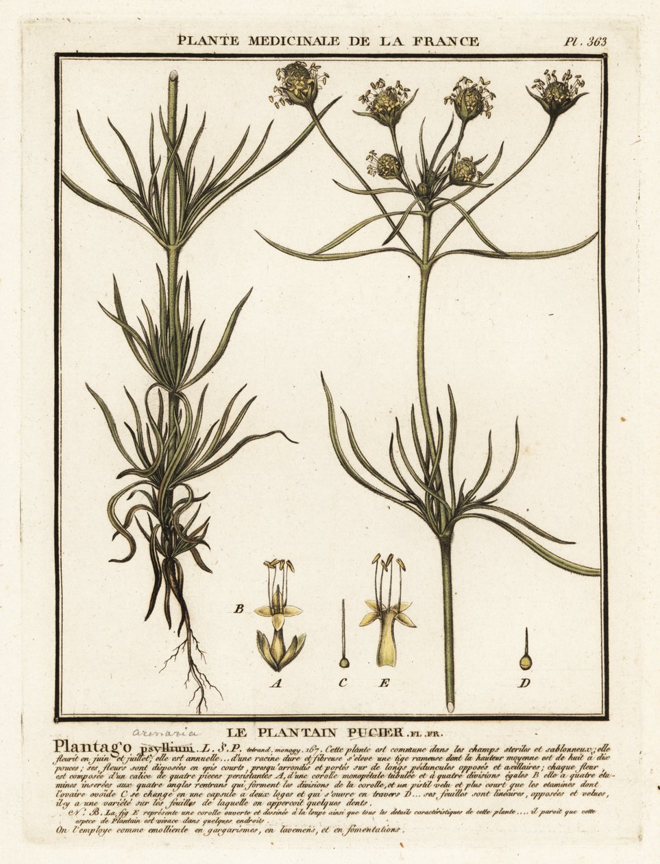 Indischer Wegerich, Plantago indica von Unbekannter Künstler