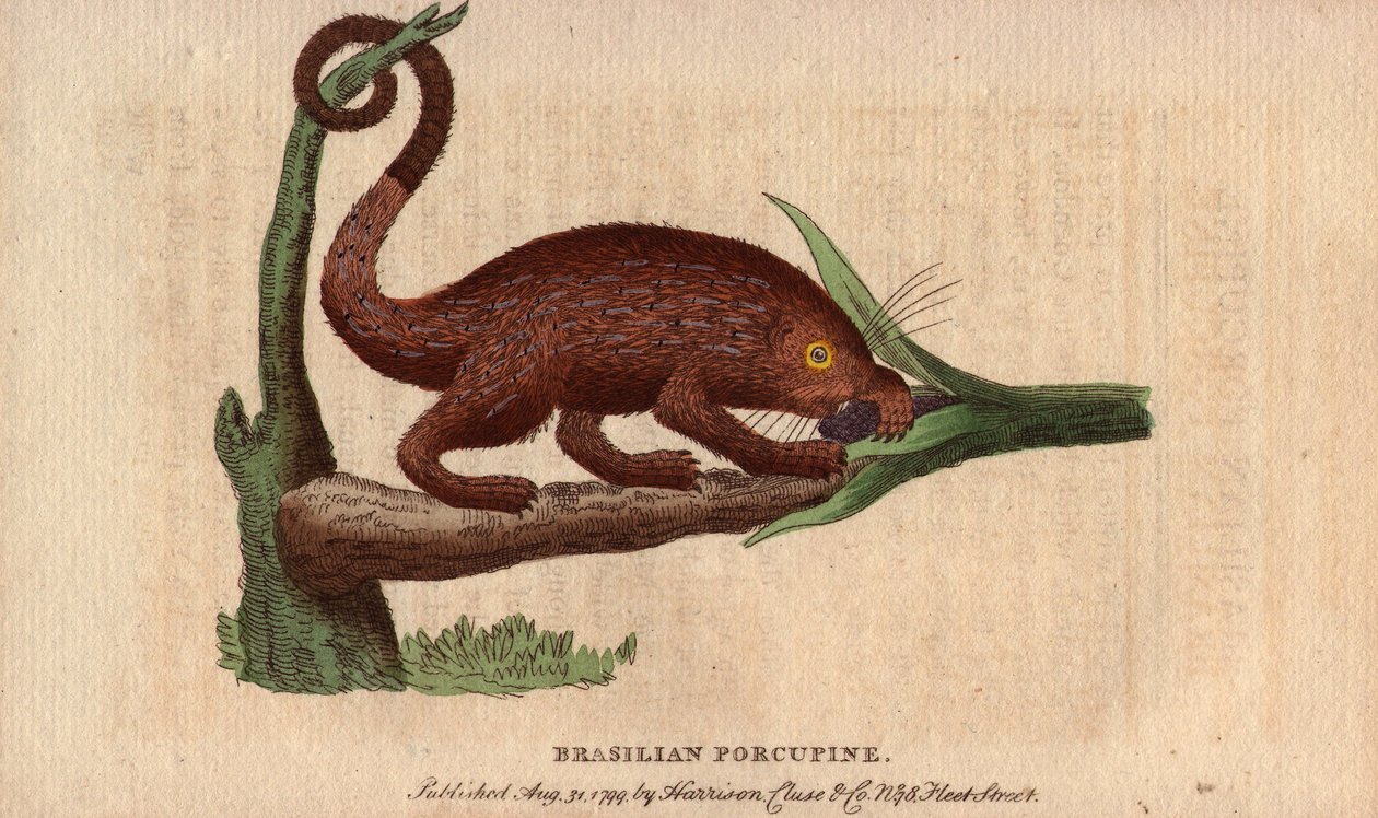 Brasilianisches Stachelschwein (Coendou prehensilis), halb-arborikoles amerikanisches Stachelschwein der tropischen Stämme, dessen Greifschwanz es ihm ermöglicht, auf Bäume zu klettern. Zeichnung von Thomas Pennant (1726-1798). Lithographie in The Naturali von Unbekannter Künstler