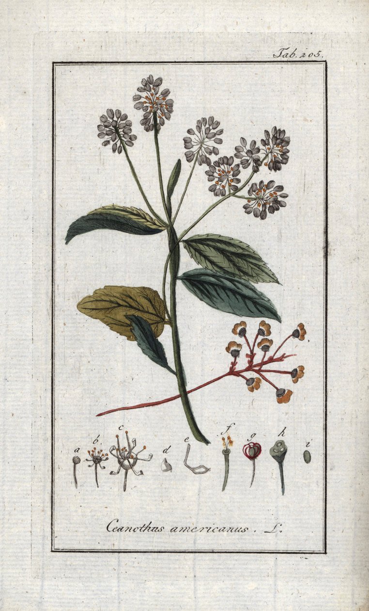 Kalifornischer Flieder (Ceanothus americanus). Lithographie aus „Afbeelding der Artseny-Gewassen“ von Johannes Zorn (1739-1799), Niederlande von Unbekannter Künstler