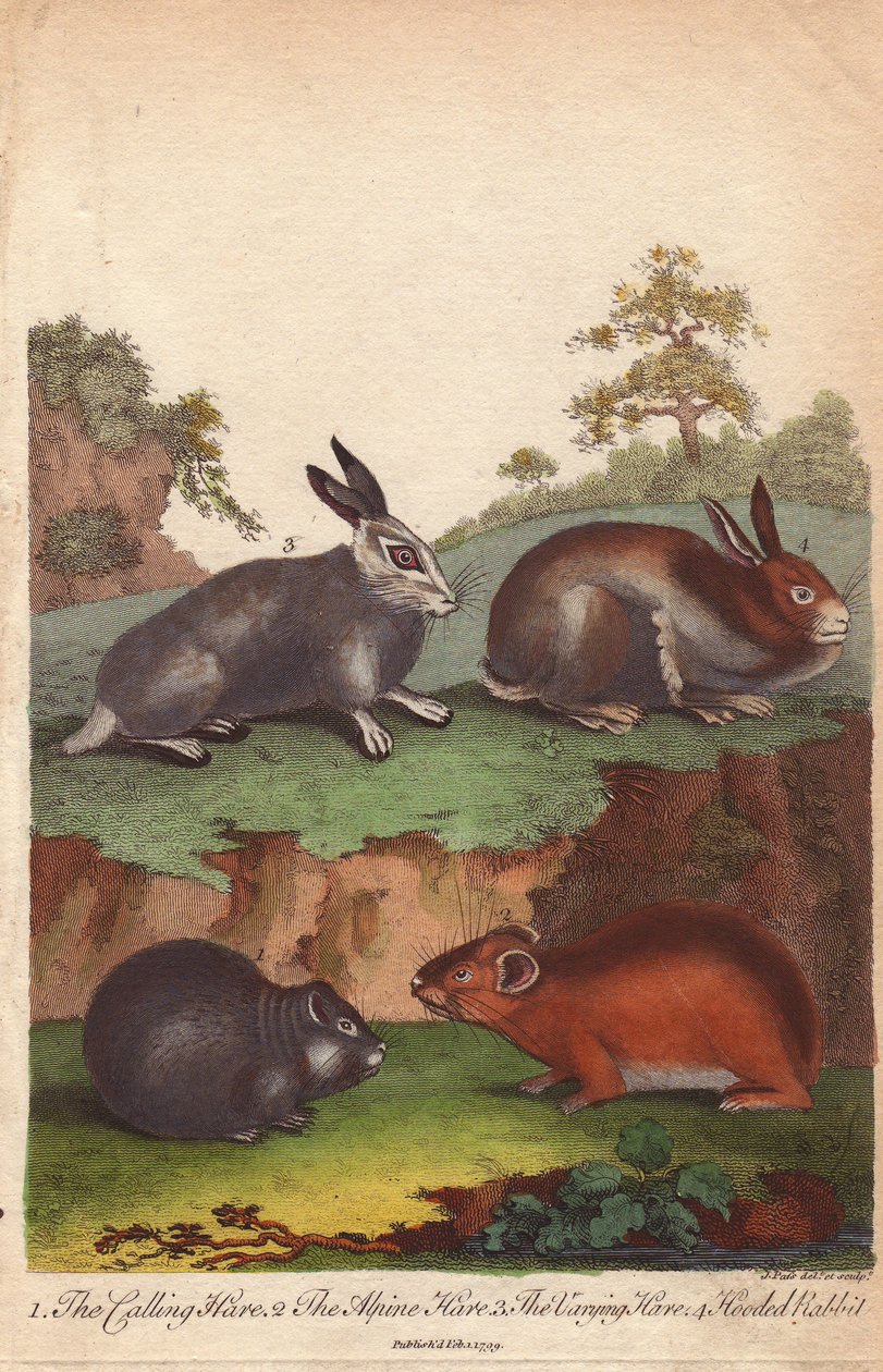 Rufhase, Alpenhase, Wechselhase und Kapuzenkaninchen, Oryctolagus cuniculus, Lepus capensis, Lepus timidus von Unbekannter Künstler