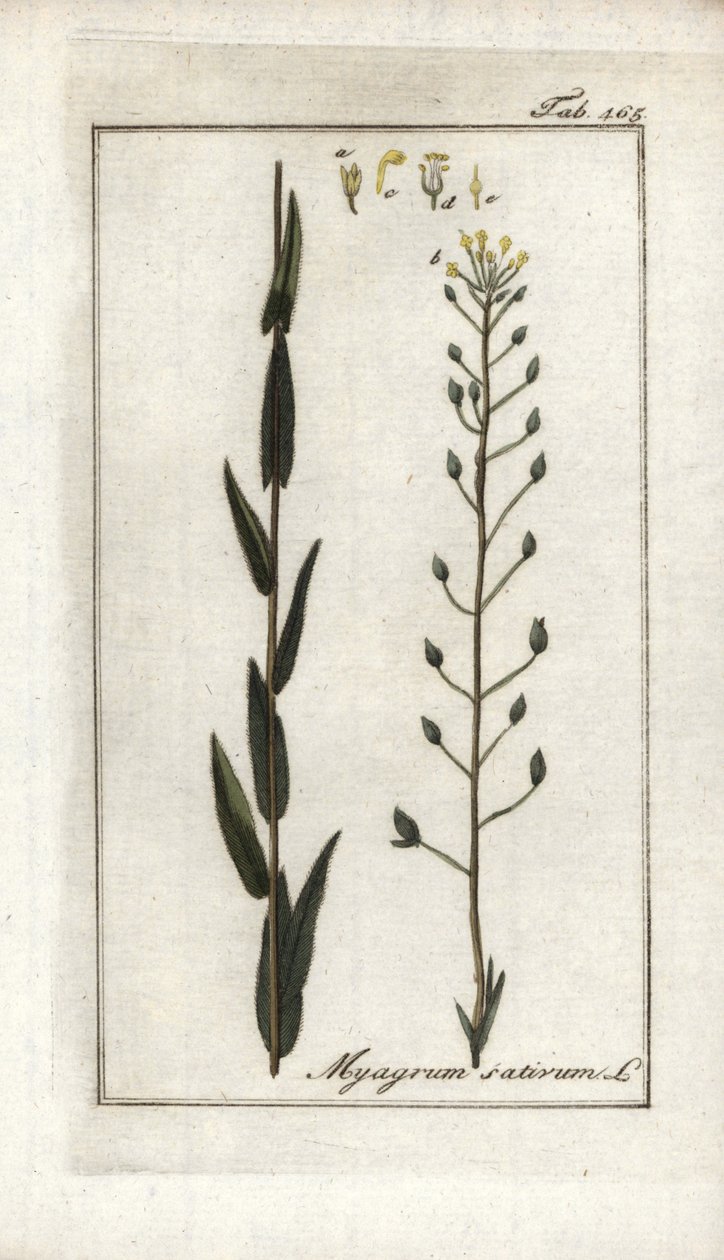 Leindotter (Camelina sativa). Lithographie aus „Afbeelding der Artseny-Gewassen“ von Johannes Zorn (1739-1799), Niederlande von Unbekannter Künstler