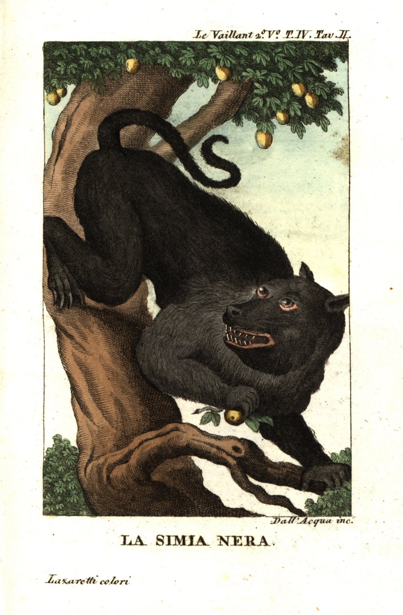 Kap-Baboon oder Chacma-Baboon, Papio ursinus. Von Francois Le Vaillant von Unbekannter Künstler