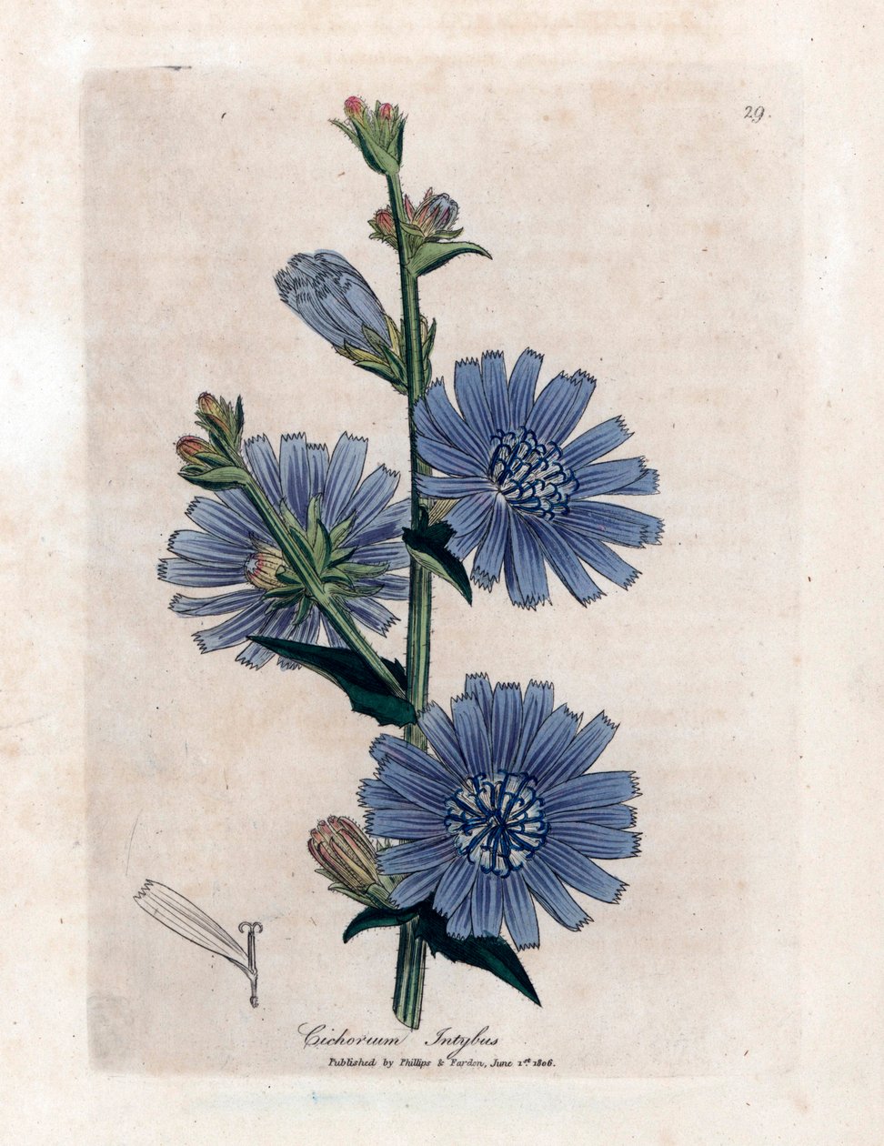 Gemeine Wegwarte (Cichorium intybus) aus James Sowerby
