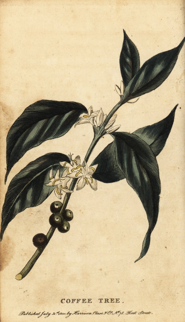Kaffeebaum, Coffea arabica, 1800 (Gravur) von Unbekannter Künstler