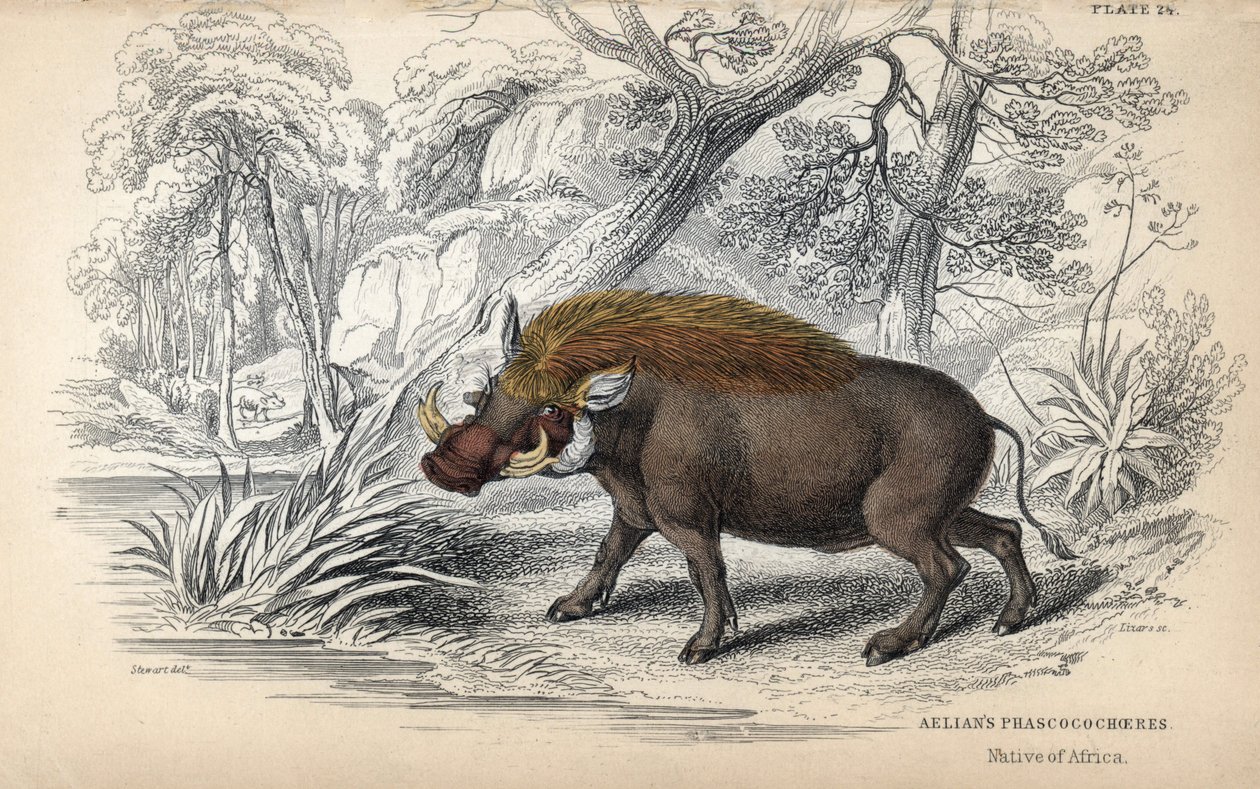 Gewöhnliches afrikanisches Warzenschwein (Phaochoerus africanus). Kupferstich von William Lizars, basierend auf einer Zeichnung von James Stewart, veröffentlicht in der Naturalist Library: Säugetiere, Dickhäuter und vierfüßige Tiere mit feiner Haut, heraus von Unbekannter Künstler