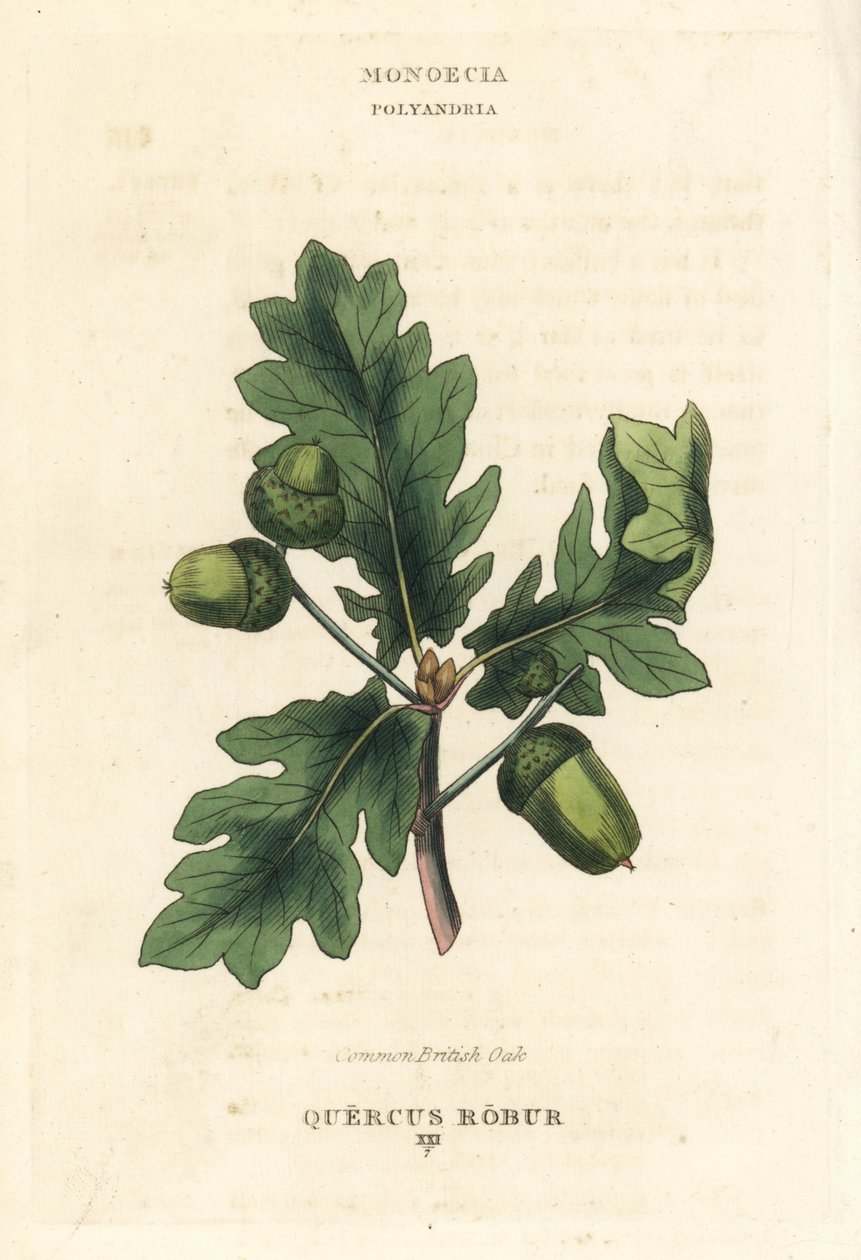 Gewöhnliche Britische Eiche, Quercus robur. Handkolorierte Kupferstichgravur nach einer Illustration von Richard Duppa aus seinem The Clours and Orders of the Linnaean System of Botany, Longman, Hurst, London von Unbekannter Künstler