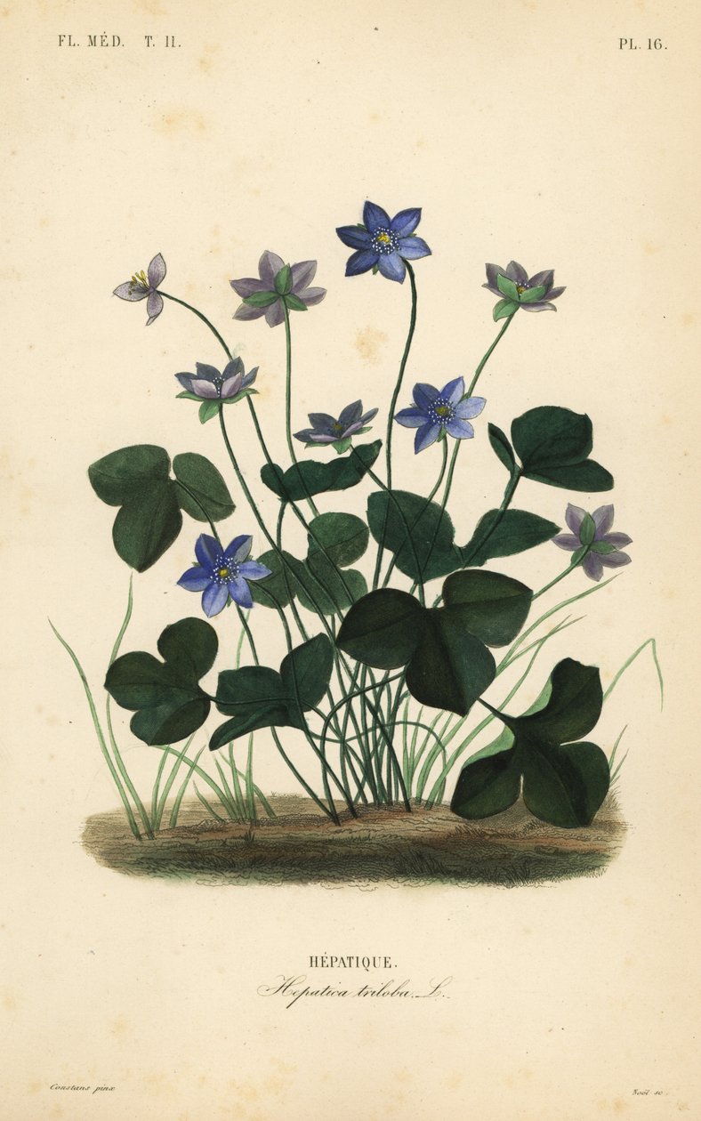 Leberblümchen von Unbekannt
