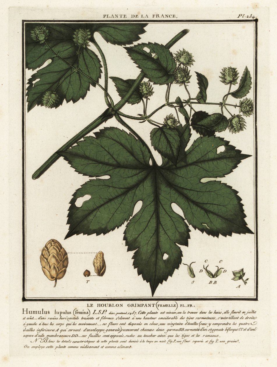 Gewöhnlicher Hopfen, Humulus lupulus von Unbekannter Künstler