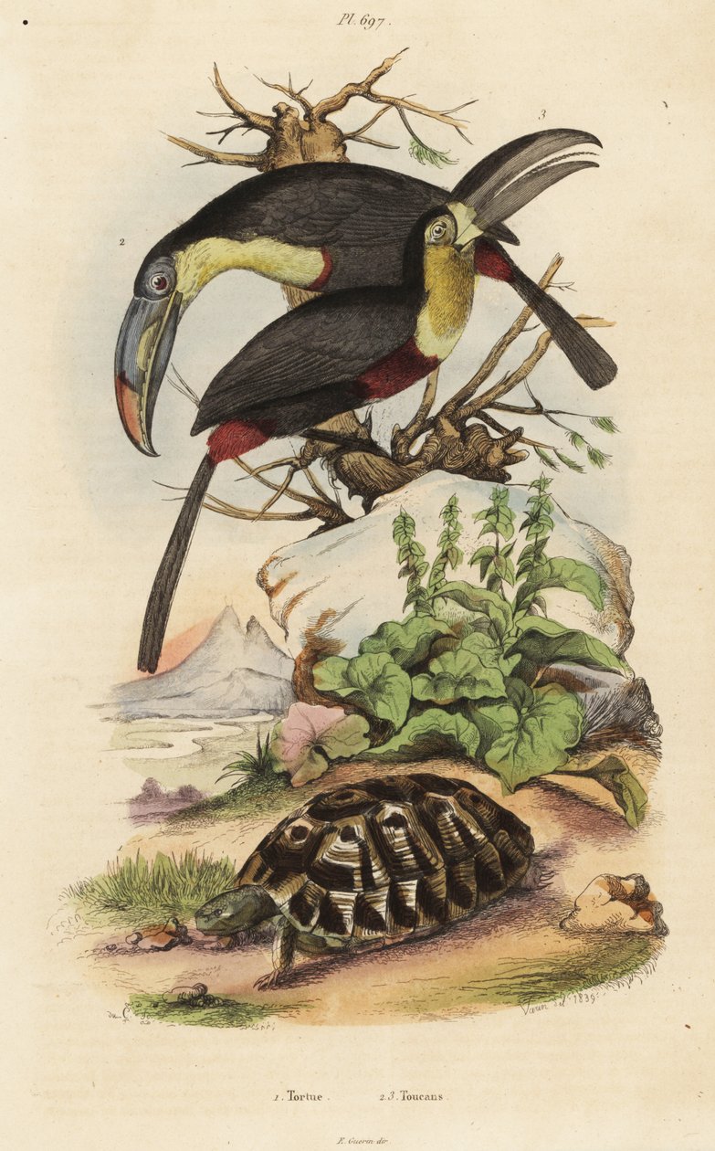 Griechische Landschildkröte, Testudo graeca 1, Schwefelbrusttukan, Ramphastos sulfuratus 2, und Weißkehltukan, Ramphastos tucanus 3 von Unbekannt