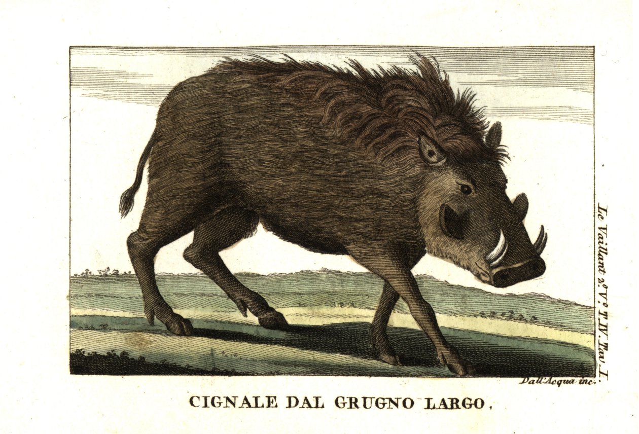 Gewöhnliches Warzenschwein, Phacochoerus africanus. Von Francois Le Vaillant von Unbekannter Künstler
