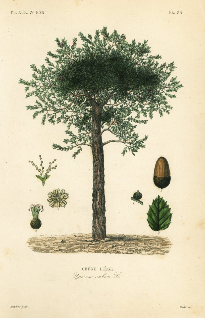 Korkeiche, Quercus suber von Unbekannt