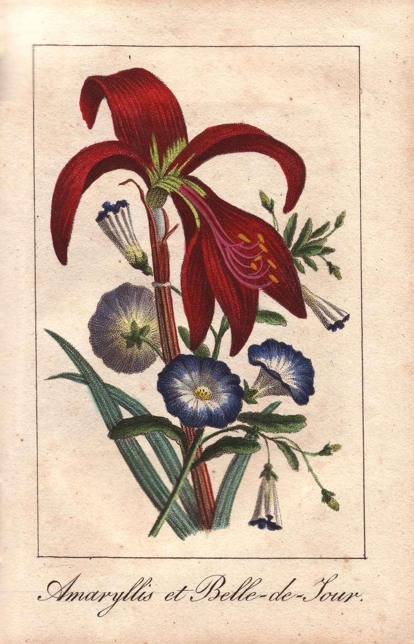 Rote Amaryllis und Zwergwinde, Hippeastrum und Convolvulus tricolor von Unbekannter Künstler