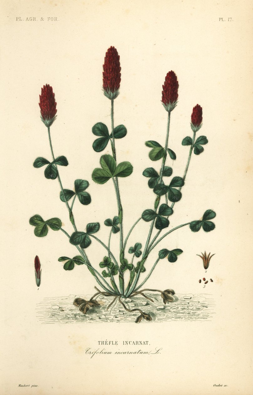 Inkarnatklee, Trifolium incarnatum von Unbekannt