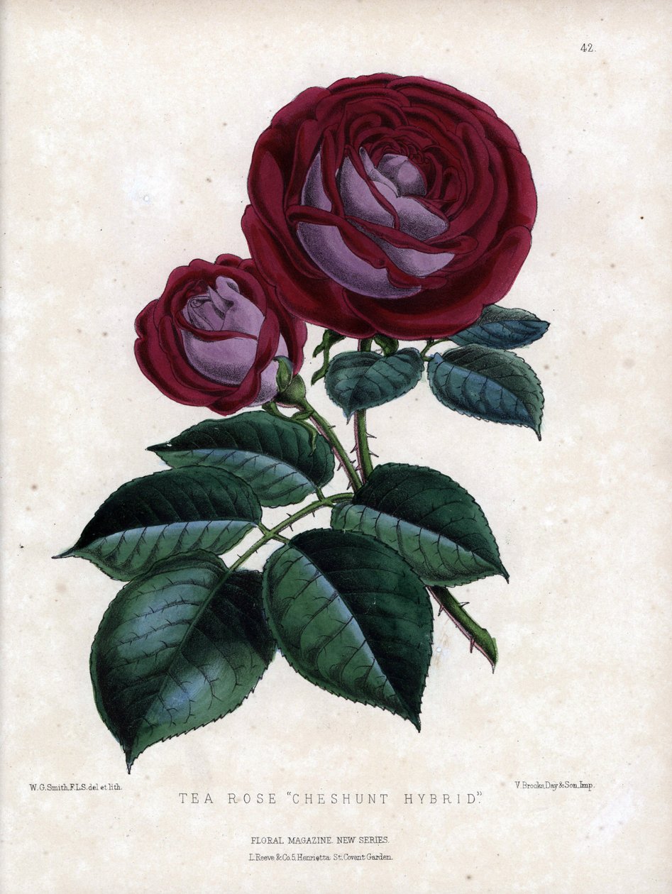Purpurrosa und lila. Hybridsorte des Tees, im Gewächshaus gezüchtet, Typ Rose von China. Lithographie von Worthington G.Smith (1835-1917), veröffentlicht im Floral Magazine von Unbekannter Künstler