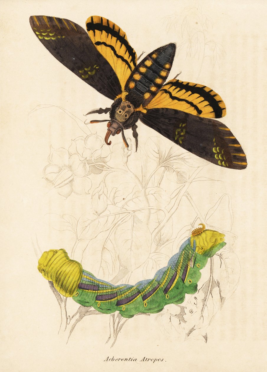 Totenkopfschwärmer, Acherontia atropos. Handkolorierter Stahlstich aus Georg Friedrich Treitschkes Naturhistorischer Bildersaal des Thierreiches, Leipzig-1842. von Unbekannter Künstler