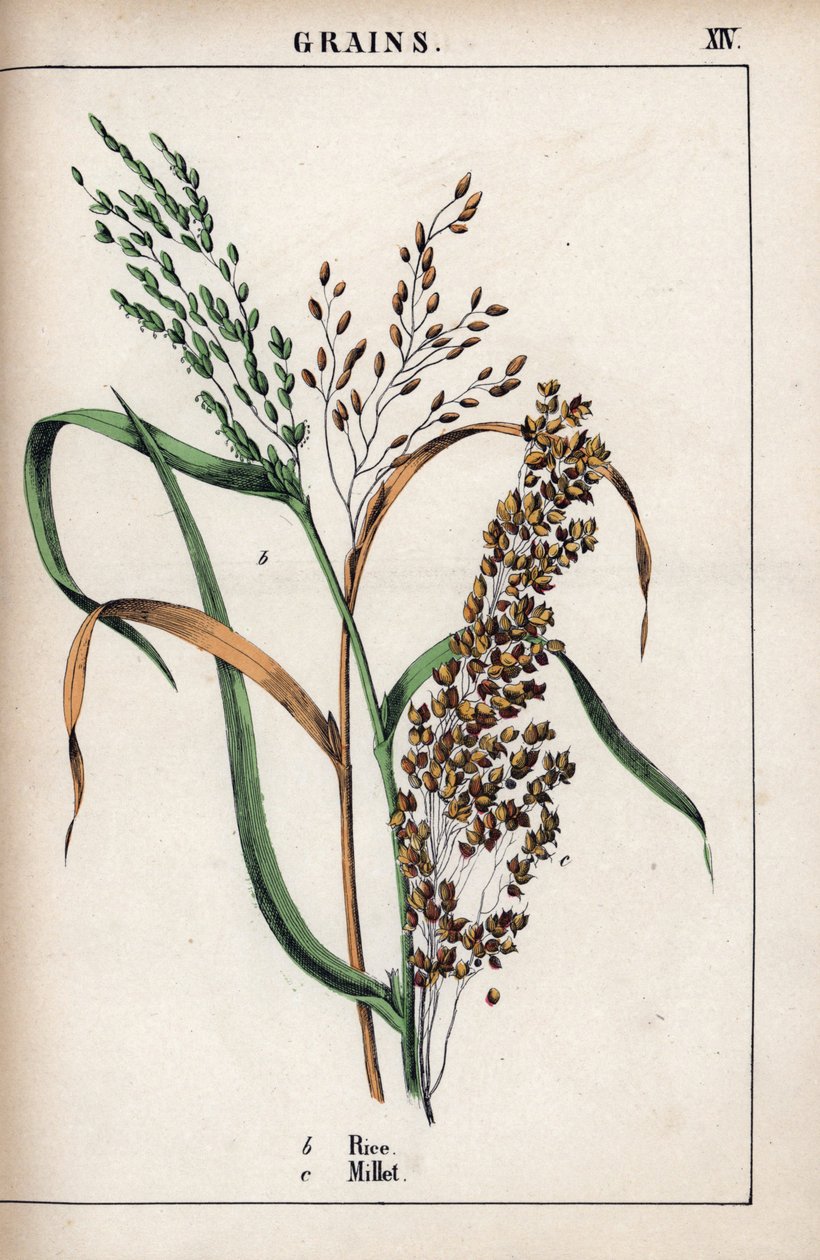 Beschreibung von Getreide: Reis und Hirse. Chromolithographie in „Recueil d
