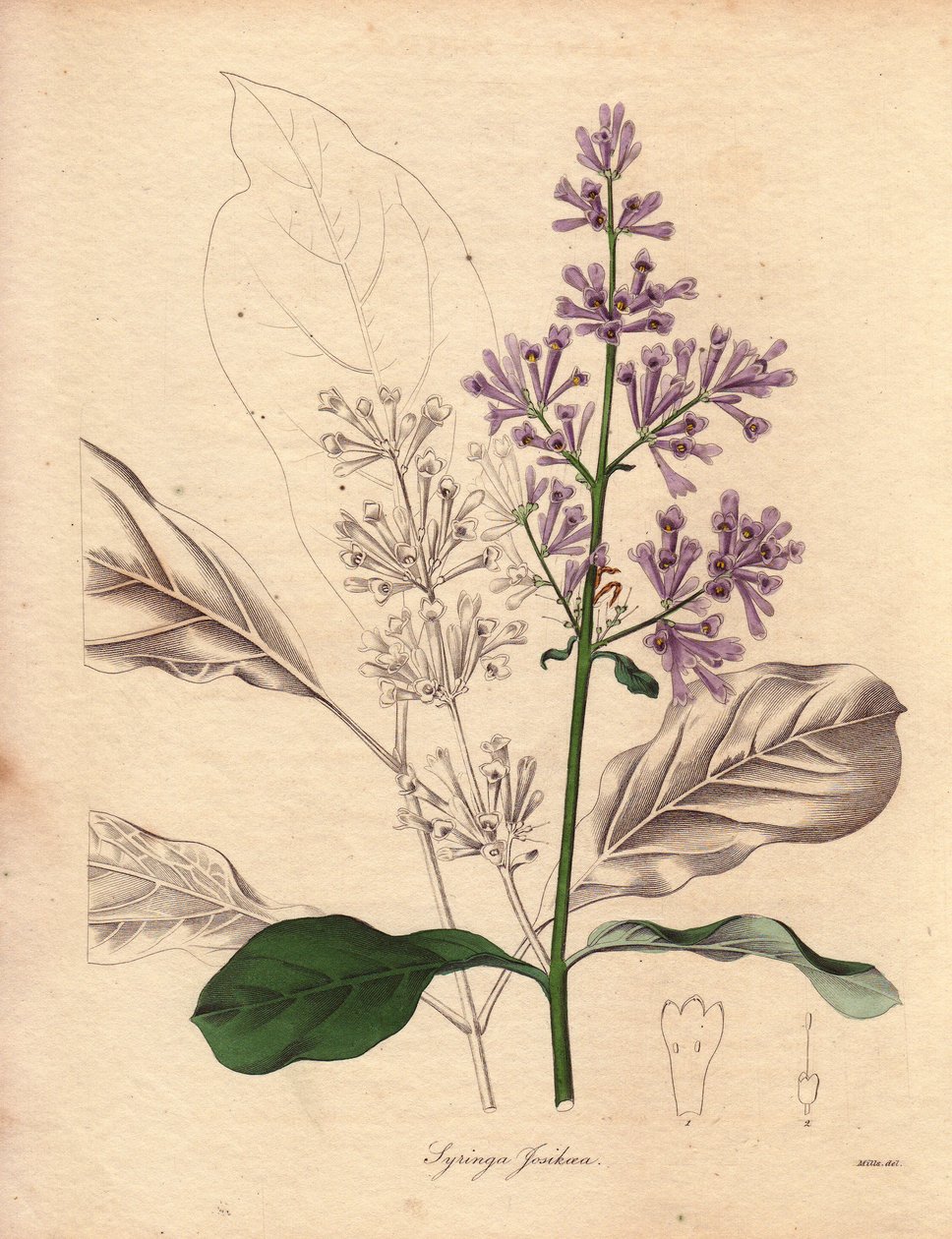 Beschreibung des ungarischen Flieders (Syringa josikaea). Illustration von Miss R. Mills in The Botanist, Serie von Benjamin Maund von Unbekannter Künstler