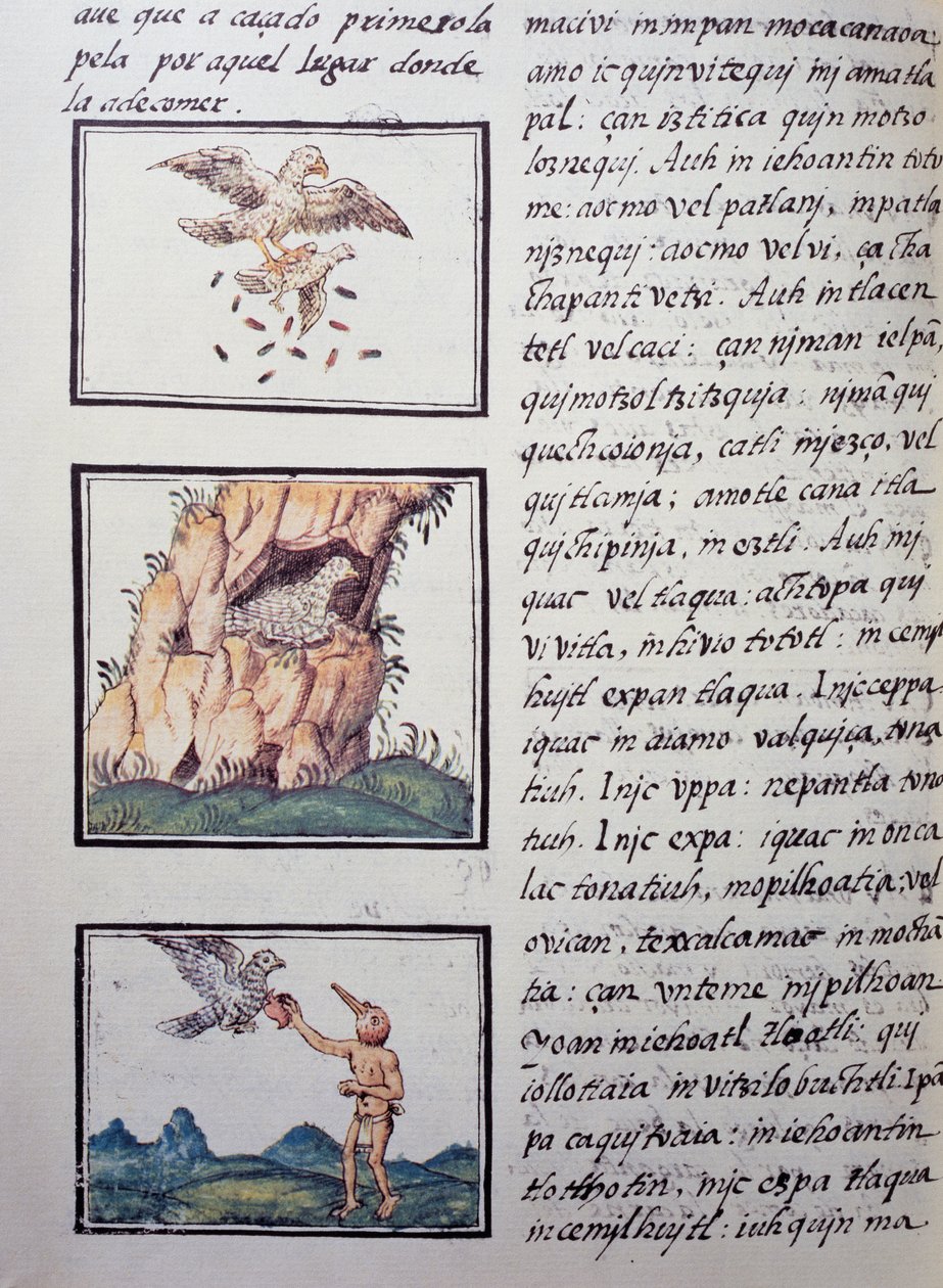 Adler, Seite aus dem Florentiner Kodex, zweisprachige Version in Spanisch und Nahuatl, Allgemeine Geschichte der Dinge von Neuspanien, von dem spanischen Missionar Fray Bernardino de Sahagun (1499-1590). Aztekische Zivilisation von William M. Timlin