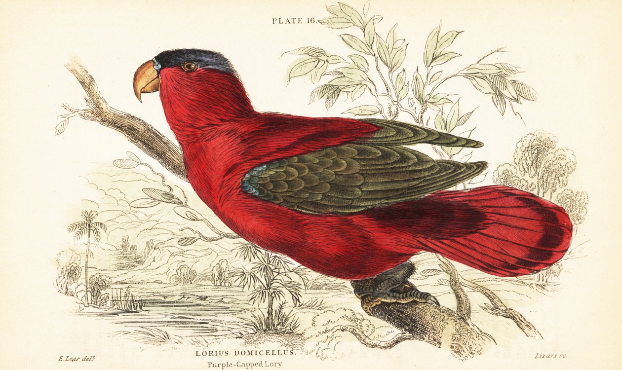 Gefährdeter Purpurnackenlori, Lorius domicella. 1889 (Gravur) von Unbekannter Künstler
