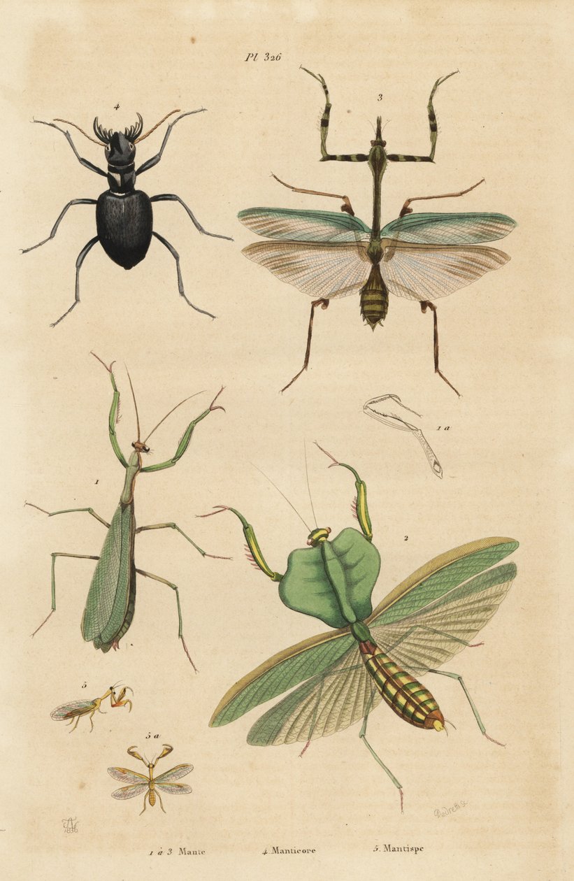 Europäische Gottesanbeterin, Mantis religiosa 1, Blattmantis, Choeradodis rhomboidea 2, Tigerkäfer, Manticora latipennis 3, Mantidfliege, Mantispa styriaca 4 von Unbekannt