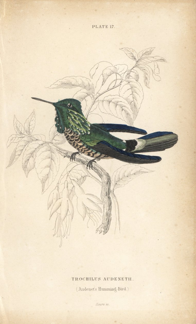 Festliche Kokette, Lophornis chalybeus (Audenets Kolibri, Trochilus audenetii). Handkolorierte Stahlstich von William Lizars aus Sir William Jardine