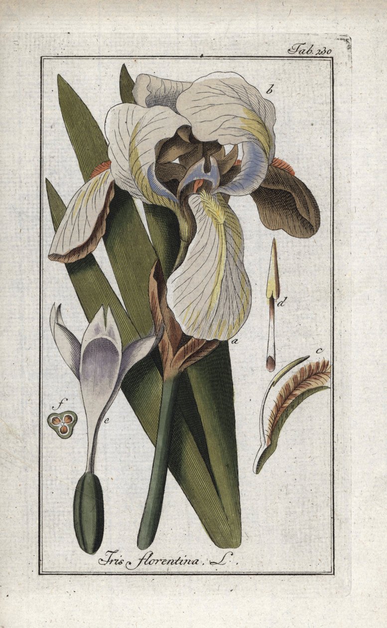 Florentiner Schwertlilie (Iris florentina). Lithographie aus „Afbeelding der Artseny-Gewassen“ von Johannes Zorn (1739-1799), Niederlande von Unbekannter Künstler