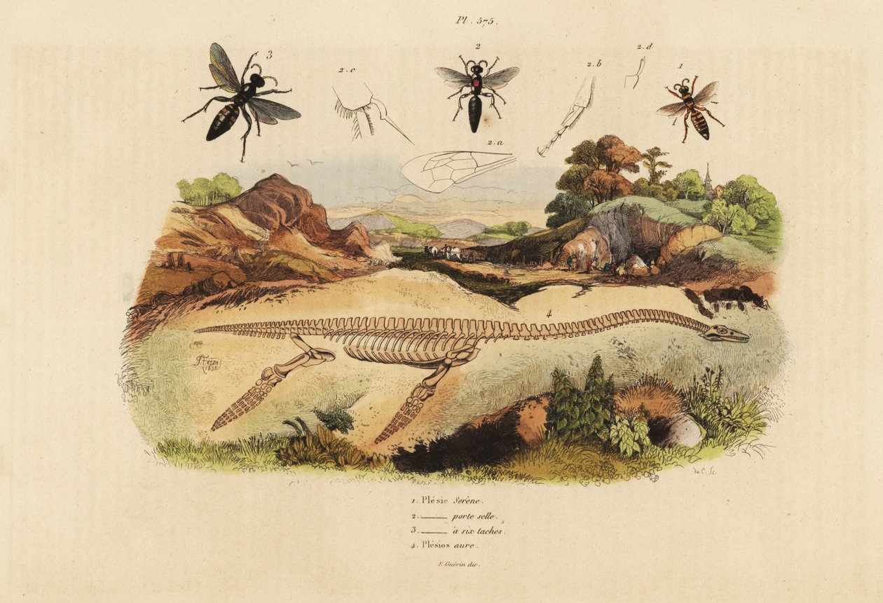 Fossiles Skelett eines ausgestorbenen Plesiosaurus 4, und Wespen, Plesia-Arten 1-3 von Unbekannt