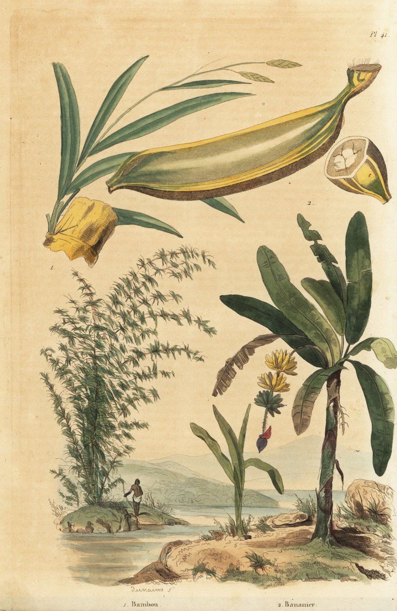 Riesen-Dornbambus, Bambusa bambos (Bambos arundinacea) und Bananenbaum mit Frucht und Querschnitt, Musa paradisiaca von Unbekannt