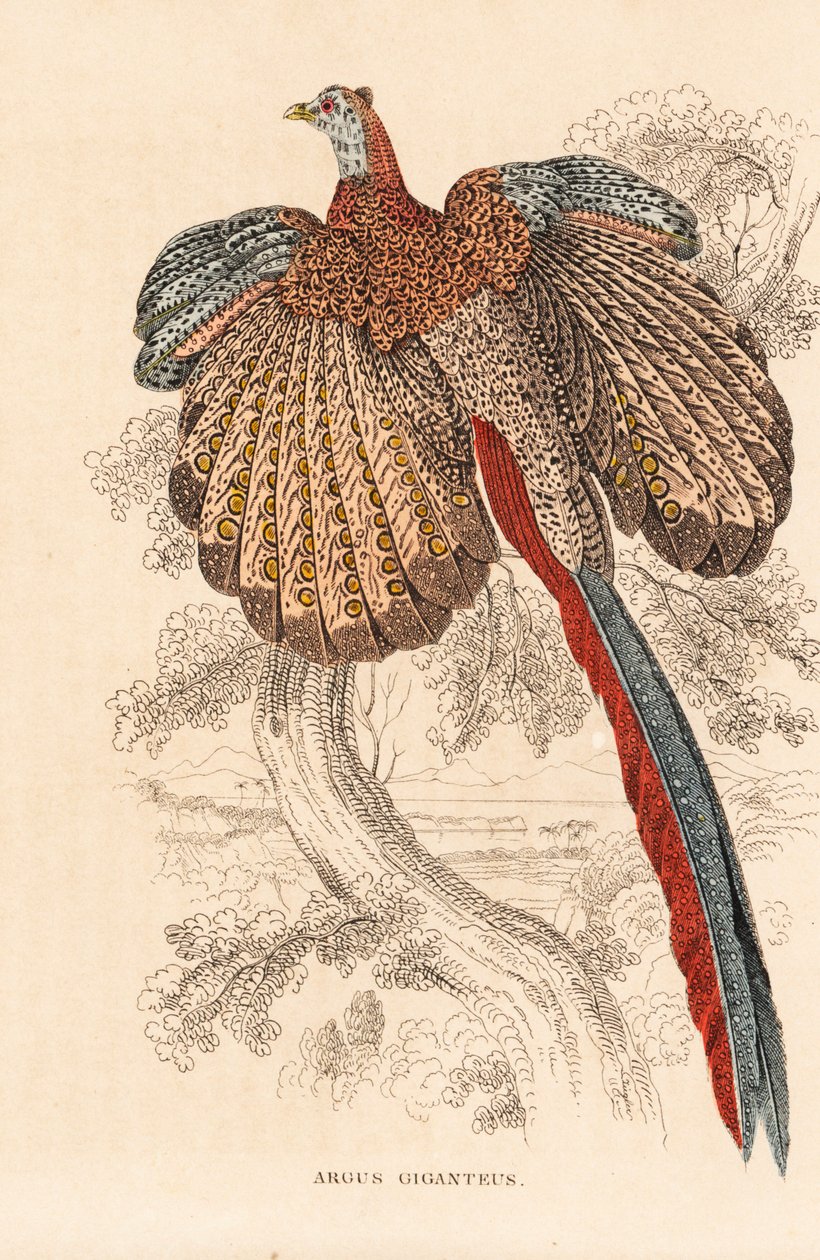 Großer Argusfasan, Argusianus argus (Argus giganteus). Handkolorierte Lithographie aus Georg Friedrich Treitschkes Galerie der Naturgeschichte, Naturhistorischer Bildersaal des Tierreiches, Leipzig von Unbekannter Künstler