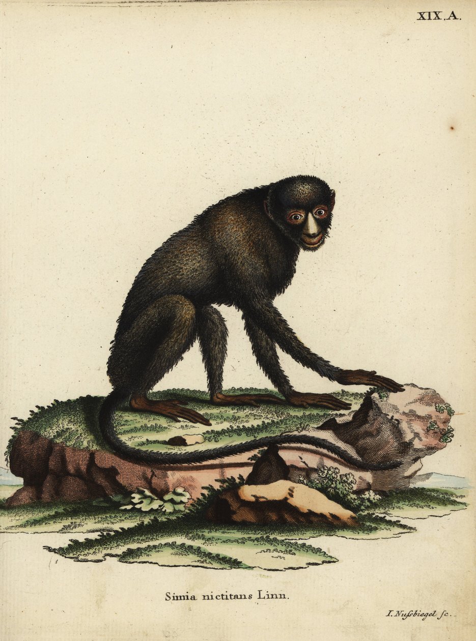 Großer Flecken-Nasenaffe oder Putty-Nasenaffe. Cercopithecus nictitans. Simia Nictitans Linn. Handkolorierte Kupferstichgravur von Johann Nussbiegel aus Johann Christian Daniel Schrebers Tierillustrationen nach der Natur von Unbekannter Künstler