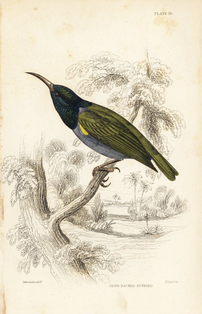 Grünköpfiger Sonnenvogel (Unteres Guinea), Cyanomitra verticalis cyanocephala (Olivrückensonnenvogel, Cinnyris chloronotus). Handkolorierter Stahlstich von William Lizars nach William Swainson aus Sir William Jardine