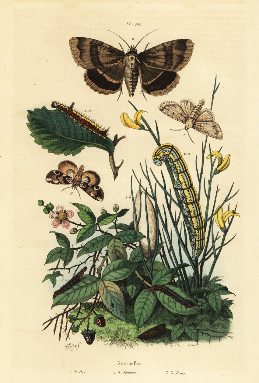 Grauer Dolchfleck und Larve, Acronicta psi 1, Apopestes spectrum und Larve 2, Pfirsichblütenmotte und Raupe, Thyatira batis 3 von Unbekannt