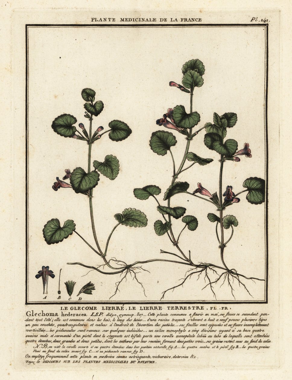 Gundermann, Glechoma hederacea von Unbekannter Künstler